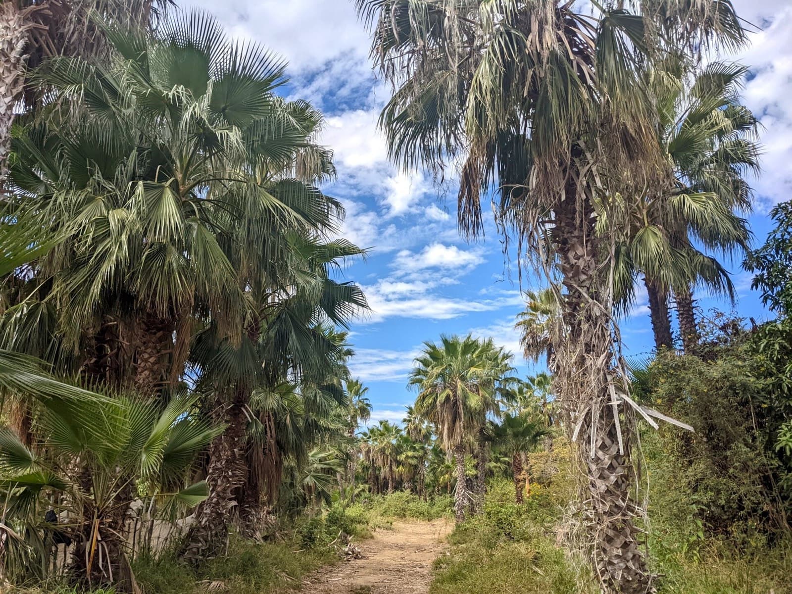 Sendero entre palmas de abanico en el oasis de Las Flores, Todos Santos