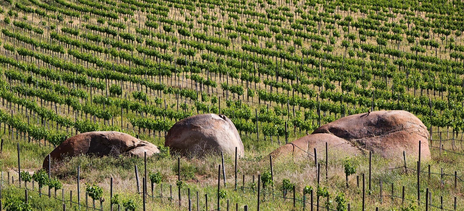 Viñedo del Valle de Guadalupe con grandes rocas de granito entre las hileras