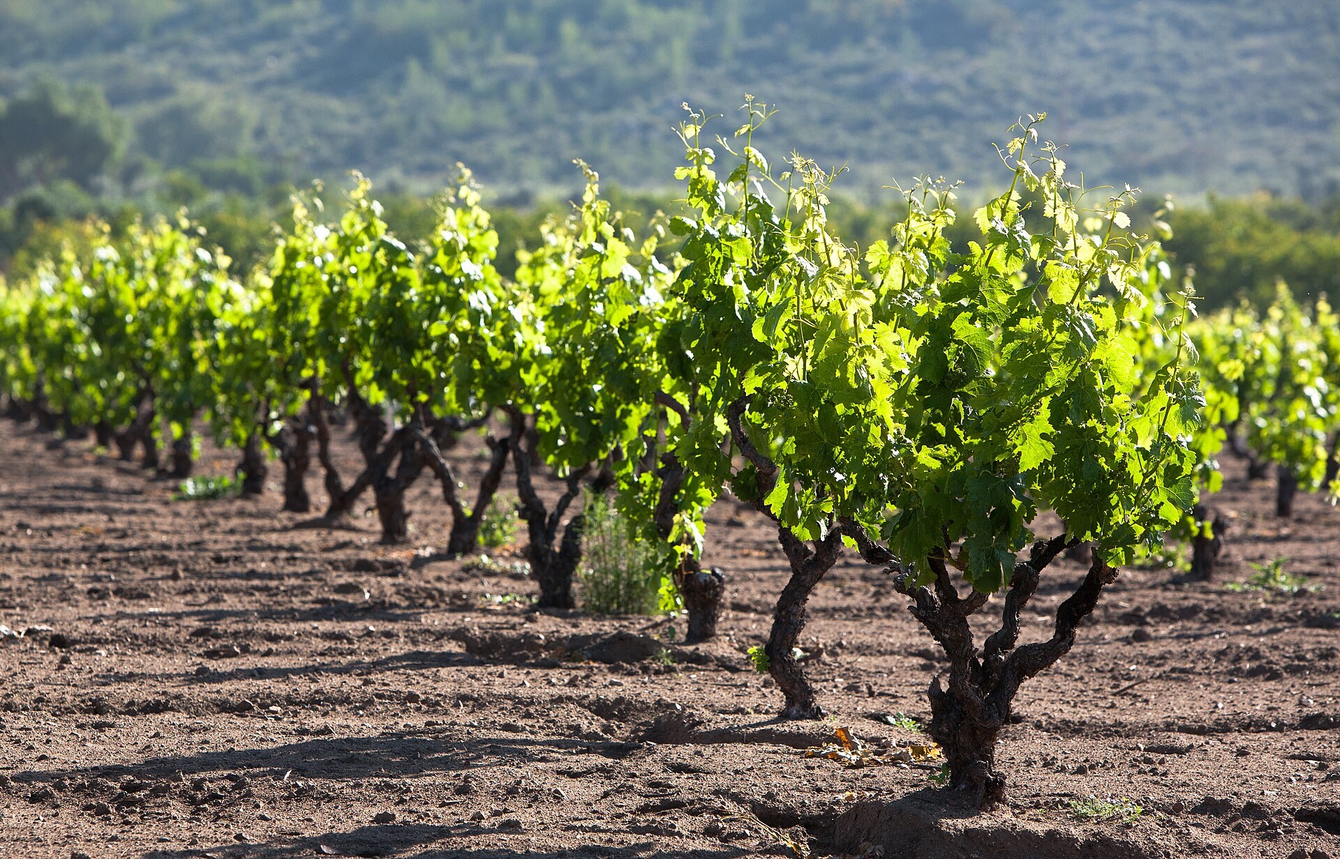Cepas de vid Carignan con brotes verdes en hileras sobre tierra arada